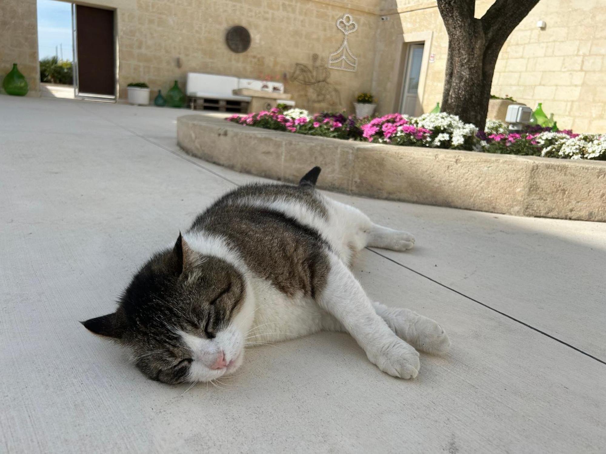 غرافينا إن بوليا Masseria Spiga المظهر الخارجي الصورة